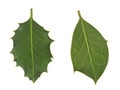 Diversity in nature. Holly leaves, prickly and smooth.