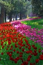 Diversity of Tulips Royalty Free Stock Photo