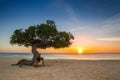 Divi-divi tree in Aruba Royalty Free Stock Photo