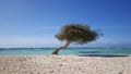 Divi divi tree Royalty Free Stock Photo