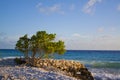 Divi Divi Tree - Bonaire Royalty Free Stock Photo