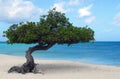 Divi Divi tree on Eagle Beach in Aruba Royalty Free Stock Photo