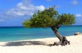 Divi Divi tree on Eagle Beach in Aruba Royalty Free Stock Photo