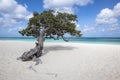 Divi Divi Tree on Eagle Beach Aruba, Caribbean #2 Royalty Free Stock Photo