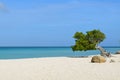 Divi-Divi Tree Standing on Eagle Beach Royalty Free Stock Photo