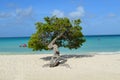 Divi Divi Tree Standing on Eagle Beach Royalty Free Stock Photo