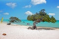 Divi divi trees on Aruba island in the Caribbean