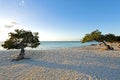 Divi divi trees on Aruba island in the Caribbean Royalty Free Stock Photo