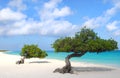 Divi Divi trees on Eagle Beach in Aruba Royalty Free Stock Photo