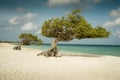 Divi divi trees on Eagle beach - Aruba Royalty Free Stock Photo