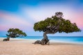 Divi-Divi trees on Eagle Beach, Aruba Royalty Free Stock Photo