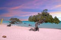 Divi divi trees on Eagle beach at Aruba at sunset Royalty Free Stock Photo