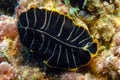 A Divided Flatworm Pseudoceros dimidiatus in the Red Sea Royalty Free Stock Photo