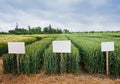divided sectors demo plots of cereals with pointers,varieties of winter wheat