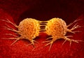 Dividing Cancer Cell Royalty Free Stock Photo