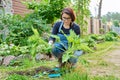 Dividing hosta bush, spring seasonal work in garden, planting flower bed in backyard. Royalty Free Stock Photo