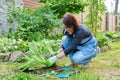 Dividing hosta bush, spring seasonal work in garden, planting flower bed in backyard. Royalty Free Stock Photo