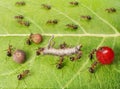 ants cargo traffic in anthill, teamwork Royalty Free Stock Photo