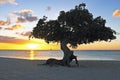 Dividivi tree on Aruba Royalty Free Stock Photo