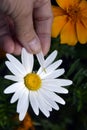 Divination on a Daisy flower. The girl tears off a petal and guesses at love. Autumn flower of love and desire. Flowering shrubs Royalty Free Stock Photo