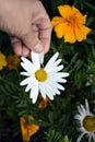 Divination on a Daisy. The girl tears off a petal and guesses at love. Autumn flower of love and desire. Flowering shrubs in the Royalty Free Stock Photo