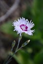 Divine Beauty Flower Carnation Turkish