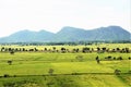 The beautiful nature of Thailand ... Mountains. Green fields ...