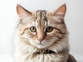 Divine Feline Beauty: Isolated Cat Portrait