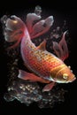 Divine Light Chinese Red Carp Swimming in Transparent Water Flow. Perfect for Wallpapers and Posters.