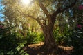 Olive trees in Gethsemane garden, Jerusalem Royalty Free Stock Photo