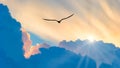 Divine Sunset Bird Flying Inspirational Uplifting Motivational Beautiful Ethereal Hope Silhouette Sun Rays 16:9 Royalty Free Stock Photo