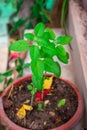 Divine Tulsi Tree Daytime Views from Unique Perspectives Royalty Free Stock Photo