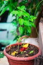 Divine Tulsi Tree Daytime Views from Unique Perspectives Royalty Free Stock Photo