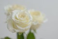 Divinely beautiful and delicate white rose.