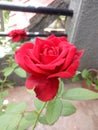 Divinely coloured indian red rose