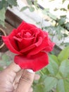 Divinely coloured red beautiful indian rose