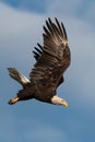 Diving Bald Eagle