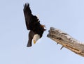 Diving bald eagle