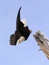 Diving bald eagle