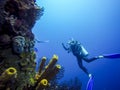 Diving in Barbados, Caribbean