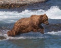 Diving Bear Royalty Free Stock Photo