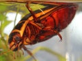 The diving beetle Dytiscus latissimus male in an underwater habitat