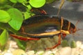 The diving beetle Dytiscus latissimus male in an underwater habitat