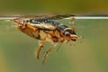 Diving beetle (Graphoderus cinereus) Royalty Free Stock Photo