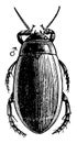 Diving Beetle, vintage illustration Royalty Free Stock Photo