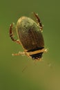 Diving beetle & x28;Graphoderus cinereus& x29;