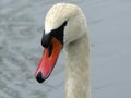 Closeup Detail of a Swan`s Head with Water Droplets Beaded Up on its Feathers