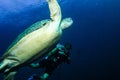 diving with a big turtle Royalty Free Stock Photo