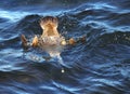 Diving bird common eider in blue water
