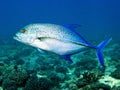Diving: Bluefin Trevally Royalty Free Stock Photo